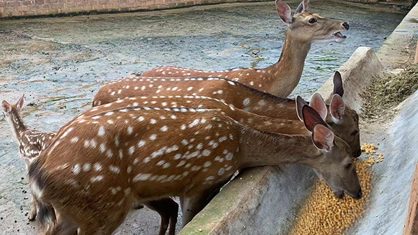引進生物顆粒釀酒設備，打造新時代下的親子莊園