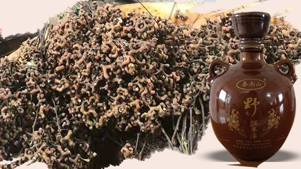 拐棗酒是怎樣釀造出來(lái)的？用大型釀酒設(shè)備釀造拐棗酒技術(shù)