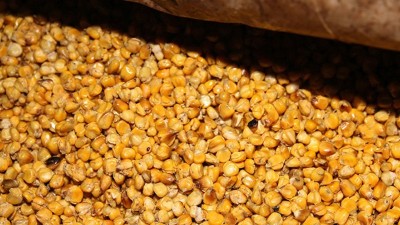 用玉米釀酒設(shè)備釀酒發(fā)酵時(shí)忽視這7點(diǎn)，好酒會(huì)離你越來(lái)越遠(yuǎn)！