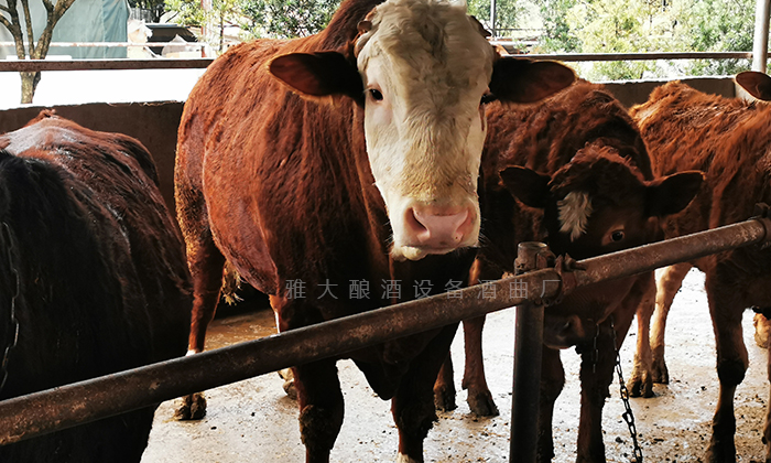 用雅大小型酒廠釀酒設(shè)備做酒，酒糟養(yǎng)牛